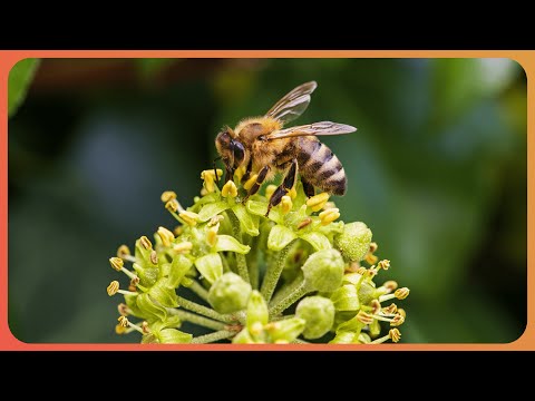 Ants, Termites and Bees: Nature's Engineers (4K Documentary)