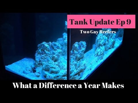 What a Difference a Year Makes - Tank Update 9