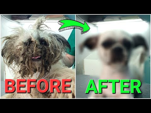 YOU WON'T BELIEVE how this DOG looks before shaving all this matted fur