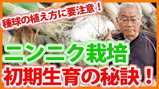 家庭菜園や農園のニンニク栽培で初期生育成功の秘訣！種球の植え方のコツとニンニクの育て方！【農家直伝】