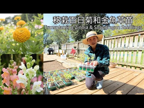 【園藝】移栽百日菊和金魚草小苗，再用種子直播幾個品種的百日菊做對比｜看看我是怎麼種的｜Planting Zinnia & Snapdragon Seedlings