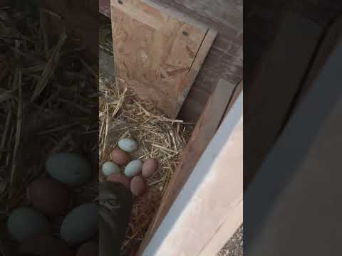 Meet our little farm hands! #raisingchickens #urbanfarm #backyardchickens #fresheggs #organiceggs