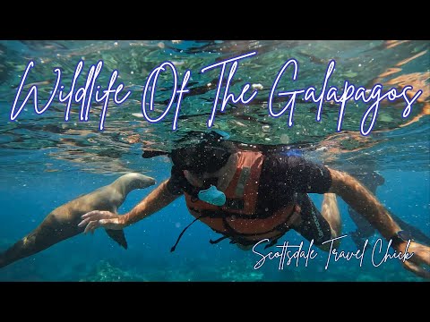 Exploring The Diverse Wildlife Of The Galápagos (Seals, Iguanas, Turtles, Sharks & More!)