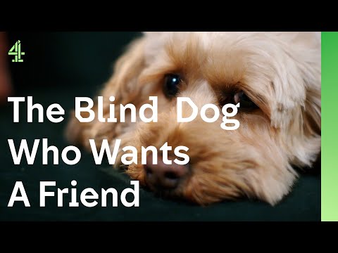 Can a blind Cockapoo find the friend she's been longing for? | The Dog House 🐶 | Marnie the Cockapoo