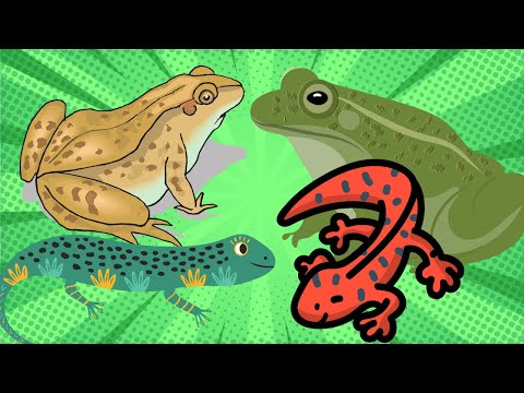 Amphibians in the World - Salamander Frog - Animal Sounds