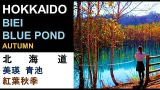 HOKKAIDO X - BIEI BLUE POND - AUTUMN / 北海道 X - 美瑛 青池 - 紅葉秋季