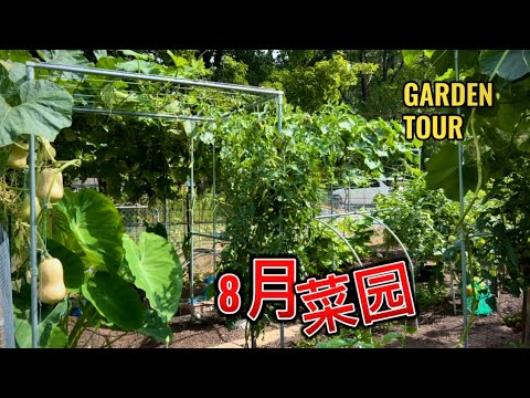 August 2024 garden tour. 参观菜园 分享种植经验