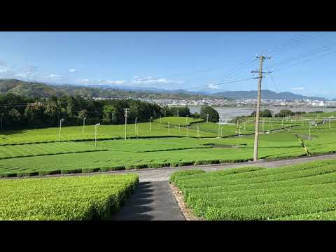 【静岡県】富士山と茶畑1