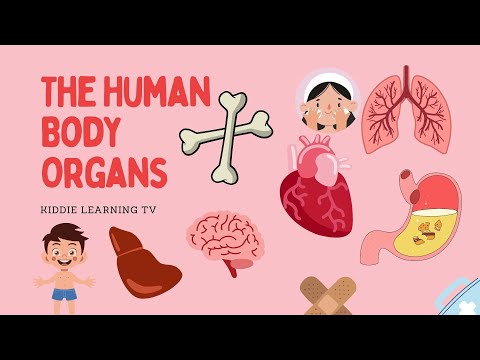 The Human Body Organs| English Stories for Toddlers,Kindergarten, Grades 1 to 10| Erah Stories