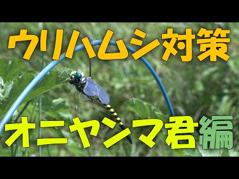 【ウリハムシ】ウリハムシ対策 オニヤンマ編