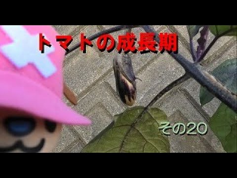 トマトの成長期（第22週目）