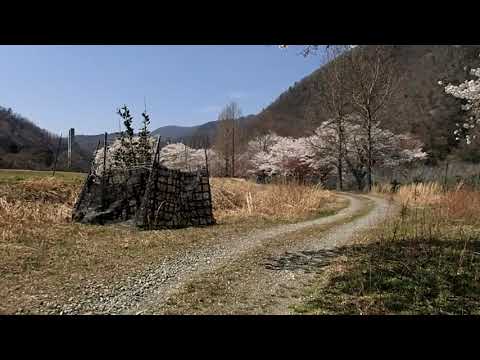 府道12号線(向山ゆず園→大野ダム)@230401_130818