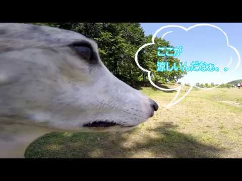 meme（ミーミー） whippet ウィペット 暑いのも寒いのもキライ！