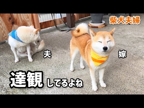 子供柴犬がどんなに騒いでも動じない柴犬夫婦がかわいい