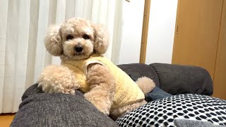 服を着るとますます人間らしくなる大きいトイプードル【デカプー】【トイプードルのロアくん】【toy poodle】