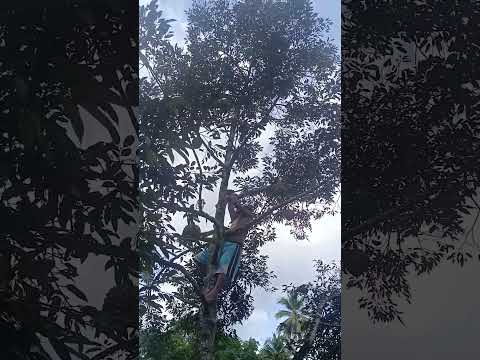 Durian harvest