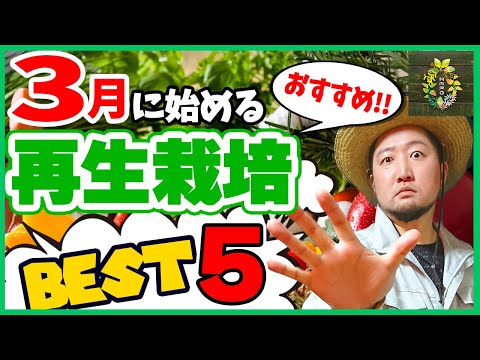 【超必見】３月の最強おすすめ再生栽培ランキングBEST５【家庭菜園】