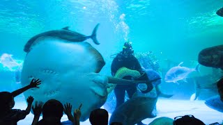 Bangsaen Aquarium Bangsaen Sea | Fish | Burapha University