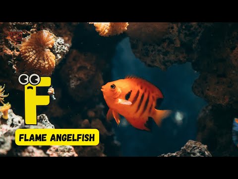 A to Z Beautiful Coral Reef Fish 🌊 | Colorful Marine Life ABC for Kids! 🐠 | #abcd #kids