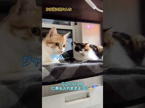 夜の寛ぎ猫たち　#cute #茶トラ#三毛猫#ねこのいる生活 #日本猫