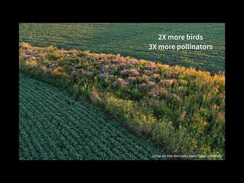 What are Prairie Strips?