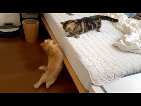 猫はどんな格好で落ちても綺麗に着地するらしい…？