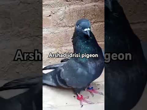 Top Original Shahjahanpuri ! #pigeonvideo #youtubeshorts #pigeonstatus