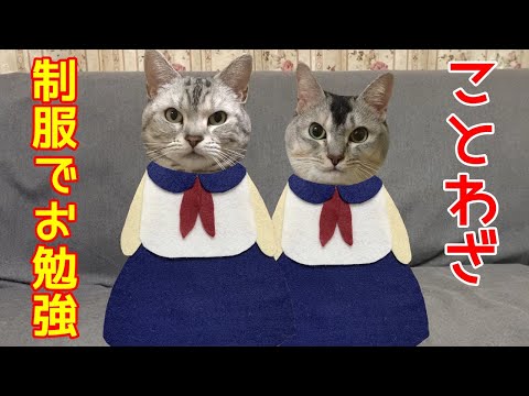 【第１回】猫が制服でことわざのお勉強！おしゃべりペット