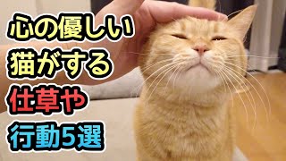 【心が優しい猫】がよくする仕草や行動５選