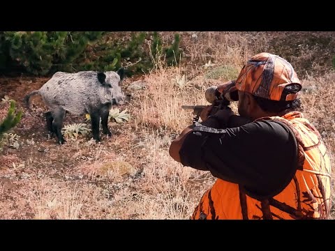 PERFECT LONG RANGE WILD BOAR HUNTS - UZUN MESAFE DOMUZ VURUŞLARI