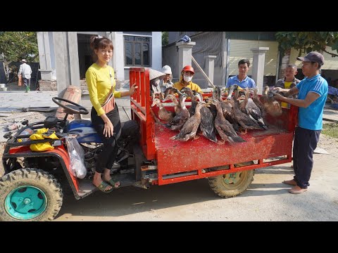 Young girl harvests ducks after 4 months of raising and Use 4-wheeled Truck Off-road vehicle to sell