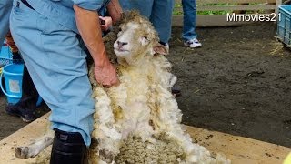 Sheep shearing〜ヒツジの毛刈り(円山動物園 2014年)