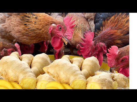 How to raise healthy chickens with fresh ginger - Daily farm life.