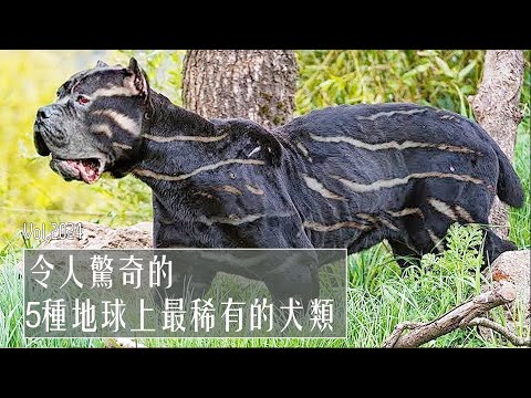 令人惊奇的！5种地球上最稀有的犬类