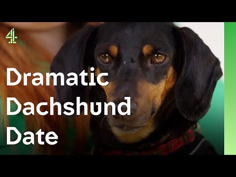 Do sausage dogs like other sausage dogs? | The Dog House 🐶 | Tinkerbell the Dachshund