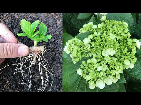 Challenge using tree trunk eyes to grow hydrangeas