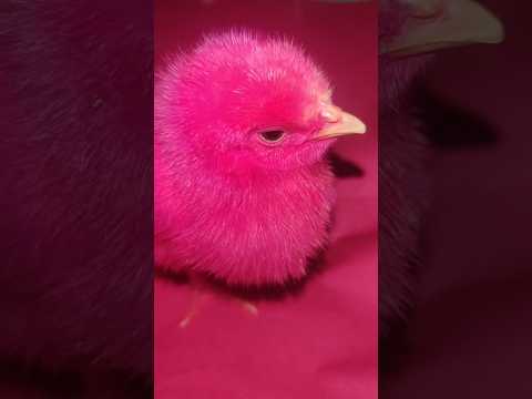 Baby chicken - Colorful chicks chirping #hen #chicks #cute #birds