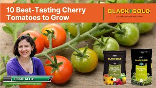 The 10 Best-Tasting Cherry Tomatoes for Home Growing