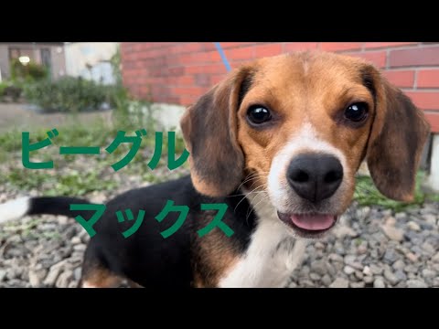 【自己紹介】マックス