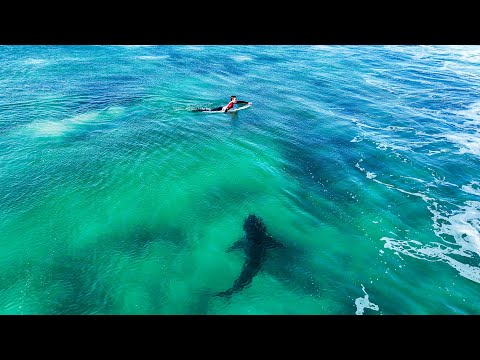 GREAT WHITE SHARK SWIMS THROUGH PRO SURFERS AT JEFFREYS BAY