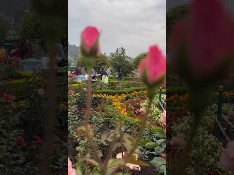 Beautiful Rose Garden #roseplant #rosegarden #rosegardens #ootyrosegarden #ootytrip