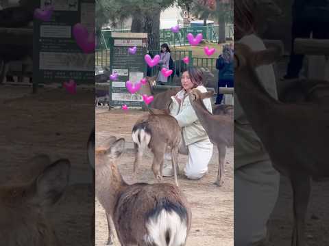 鹿に囲まれ喜ぶ観光客🫎NARA  PARK