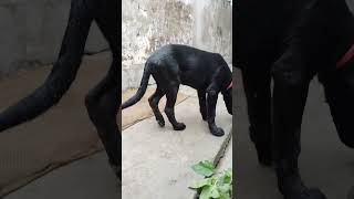 Labrador dog #chiku #chikulabradordog #doglove #dogvideo #labrador #trending