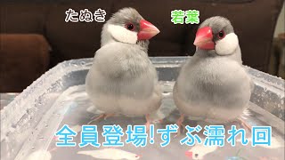 【シルバー文鳥】我が家の水浴び Bathing Java sparrows in our home