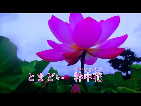 【新曲】酔中花　坂本冬美 オリジナル