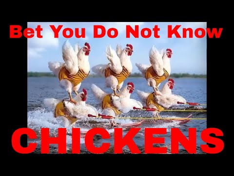 Bet You Did Not KNOW About Chickens | VINTAGE Big Family Homestead