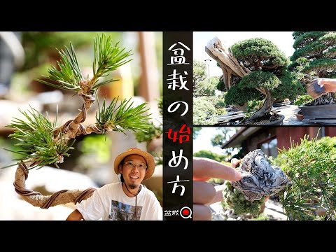 [How to start bonsai] Black pine and juniper that even beginners can do [Bonsai Q]