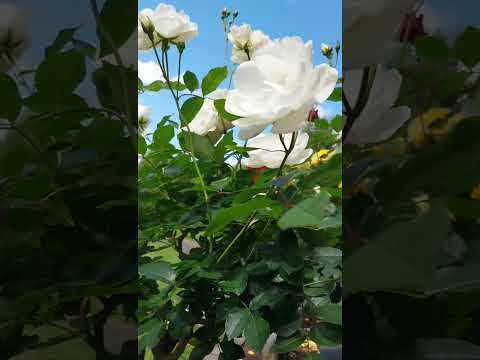 White rose 白玫瑰 #rose #自然 #flowers #garden #nature #玫瑰花 #白玫瑰 #花园