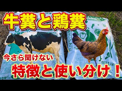 【牛糞と鶏糞】使い方と特徴が全く違います！牛糞堆肥は土づくり資材、鶏糞堆肥は肥料です！