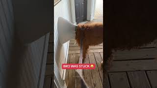 The dog is stuck🤣#fyp #funnydog #stuck #dogsoftiktok #dog